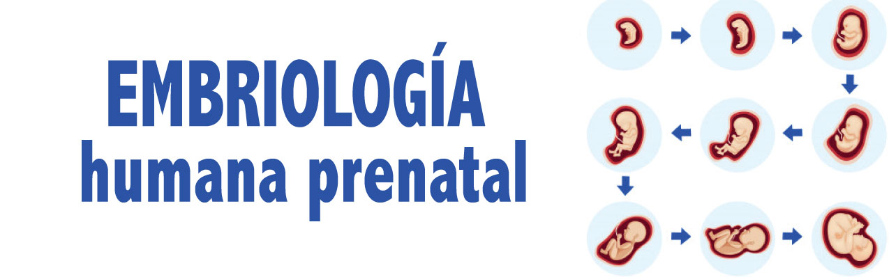 ¿Cómo se forma tu bebé? Conoce las etapas de su desarrollo
