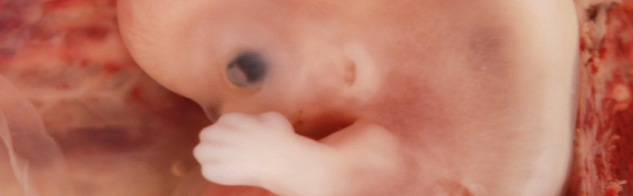 A 42 años de la primera fertilización in vitro